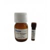 XTT Cell Proliferation Assay Kit