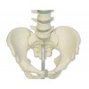 Stuburo slankstelių ir dubens kaulų modelis