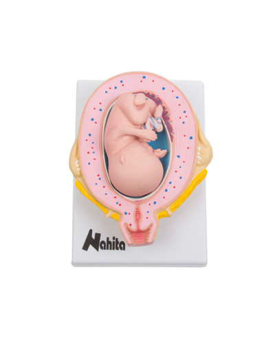 Embriono vystymosi modelis