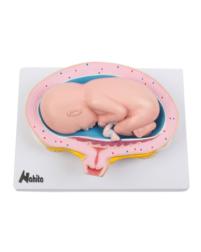 Embriono vystymosi modelis