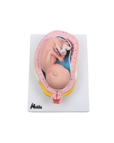 Embriono vystymosi modelis