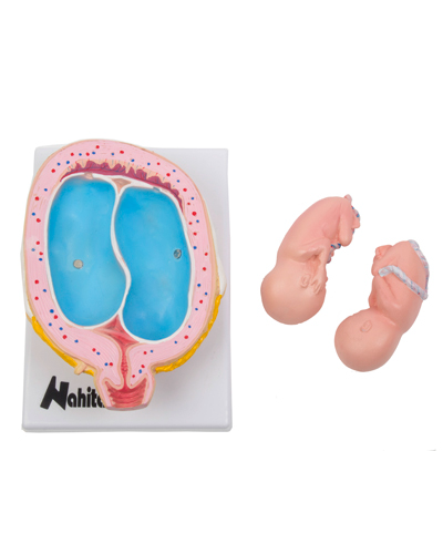 Embriono vystymosi modelis