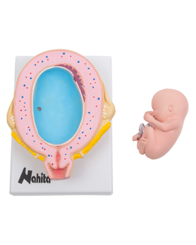 Embriono vystymosi modelis