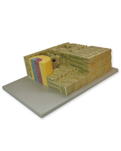 Lapo fragmento modelis