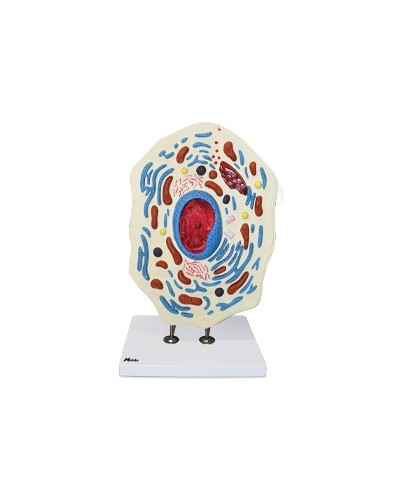 Gyvūno ląstelės modelis