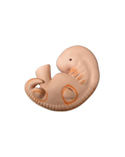 Embriono vystymosi modelis