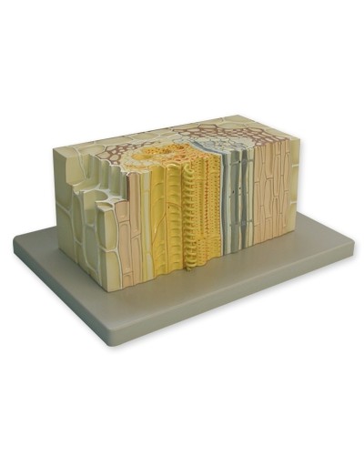 Induočio pluošto fragmento modelis