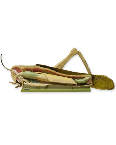 Svirplio pjūvio modelis