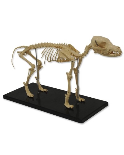 Šuns skeleto modelis