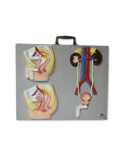 Šlapimo sistemos modelis