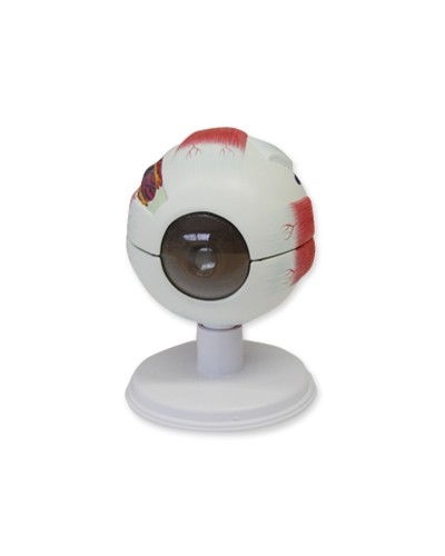 Akies modelis, padidintas 6 kartus