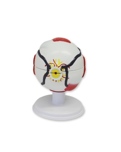 Akies modelis, padidintas 6 kartus