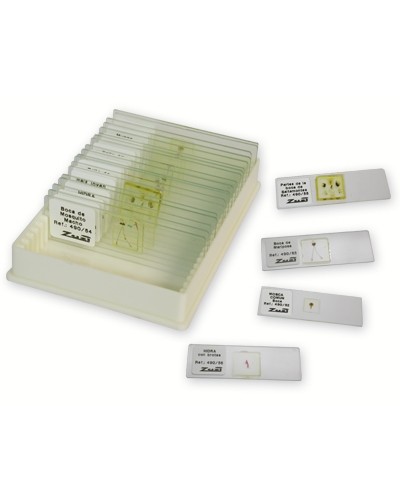 Augalų anatomijos mikropreparatų rinkinys, 25 skaidrės