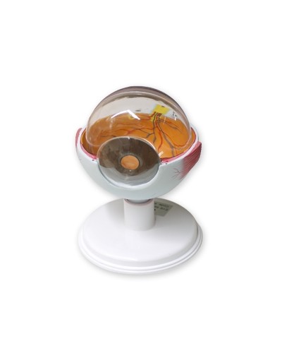 Akies modelis, padidintas 6 kartus