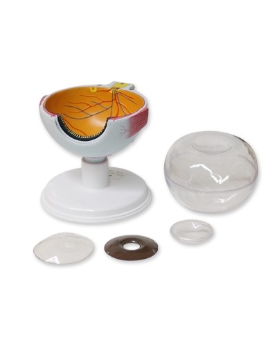 Akies modelis, padidintas 6 kartus