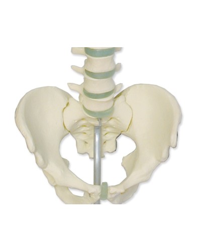 Stuburo slankstelių ir dubens kaulų modelis