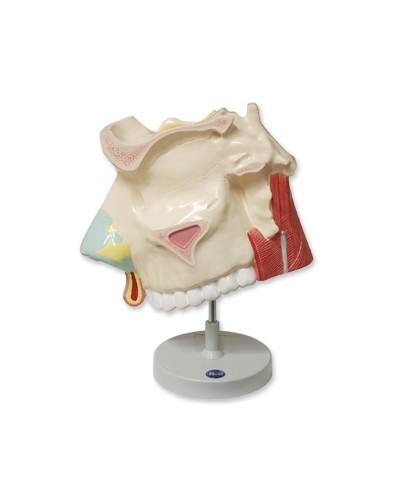 Nosies ertmės modelis, padidintas 3 kartus