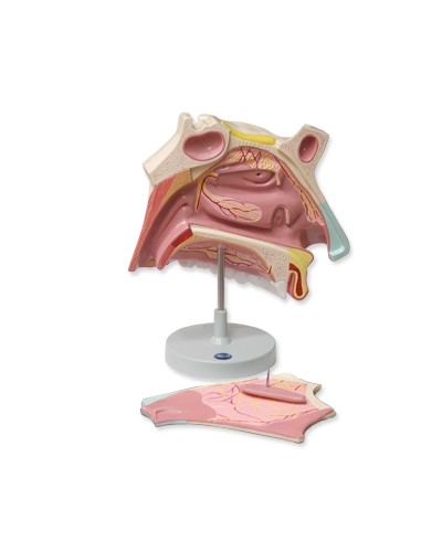 Nosies ertmės modelis, padidintas 3 kartus