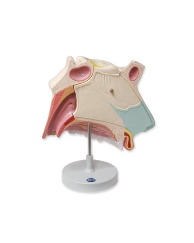 Nosies ertmės modelis, padidintas 3 kartus