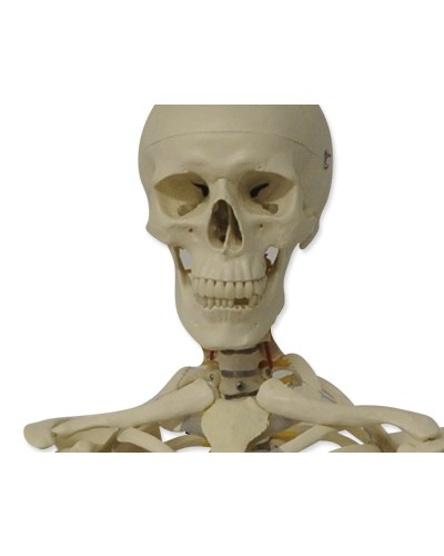 Skeleto modelis, 180 cm