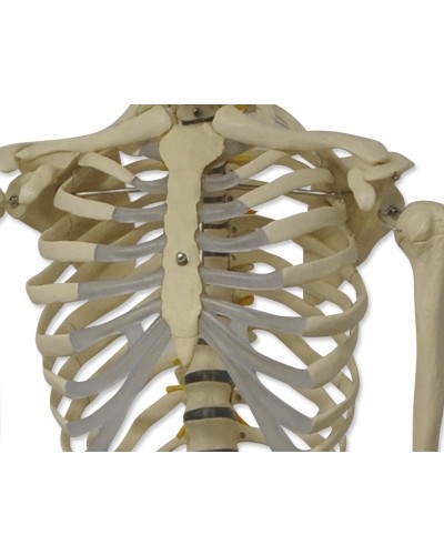 Skeleto modelis, 180 cm