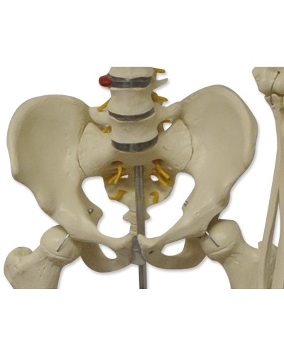 Skeleto modelis, 180 cm