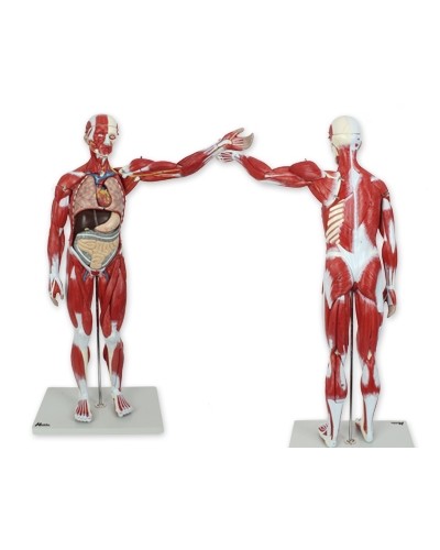 Skeleto su raumenimis ir vidaus organais modelis