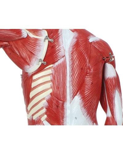 Skeleto su raumenimis ir vidaus organais modelis