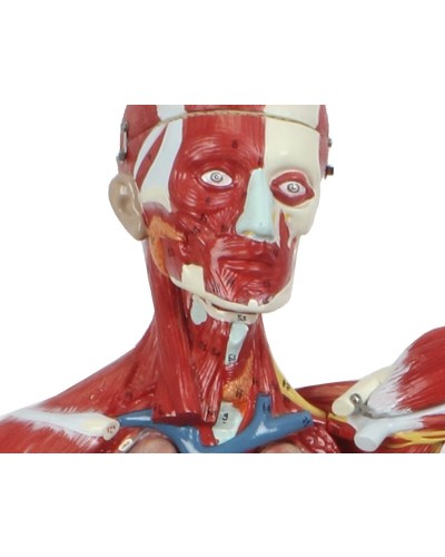 Skeleto su raumenimis ir vidaus organais modelis