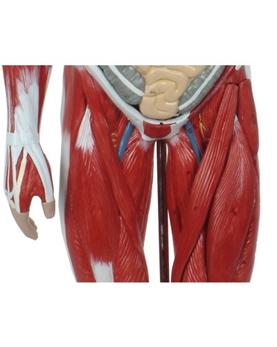 Skeleto su raumenimis ir vidaus organais modelis