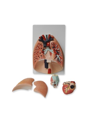 Kvėpavimo sistemos modelis