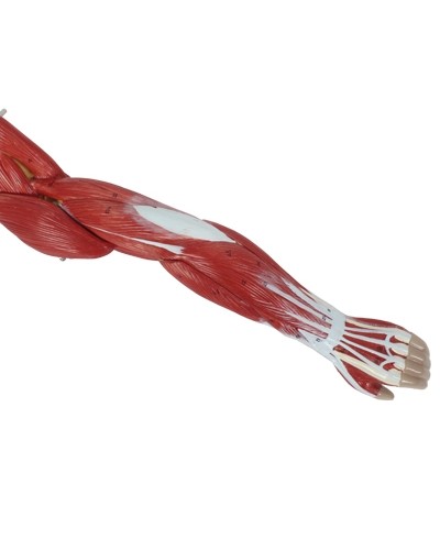 Skeleto su raumenimis ir vidaus organais modelis