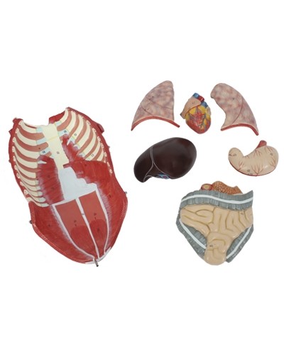 Skeleto su raumenimis ir vidaus organais modelis