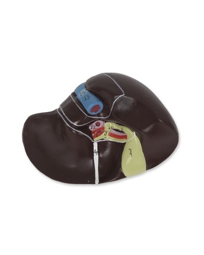 Skeleto su raumenimis ir vidaus organais modelis