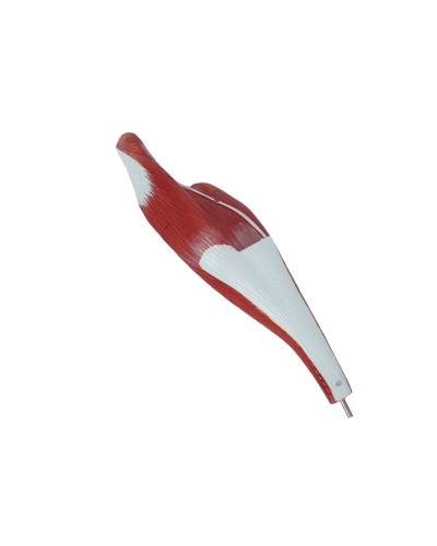 Skeleto su raumenimis ir vidaus organais modelis