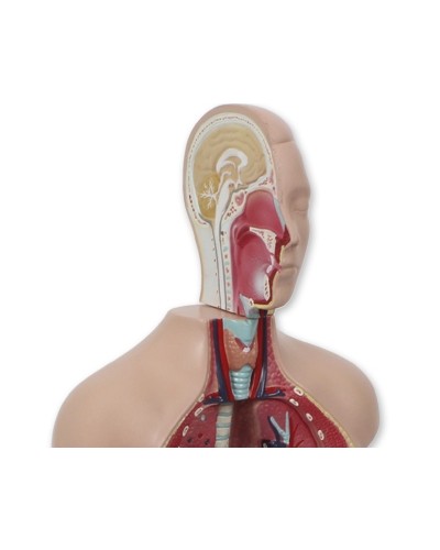 Mini torso modelis (galva ir liemuo)