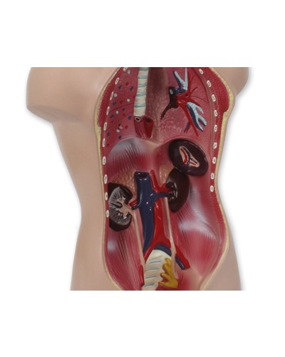 Mini torso modelis (galva ir liemuo)