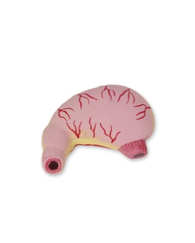 Mini torso modelis (galva ir liemuo)