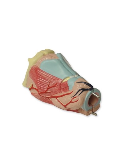 Kvėpavimo sistemos modelis