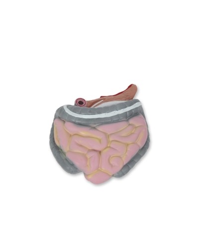 Mini torso modelis (galva ir liemuo)