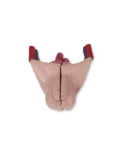 Mini torso modelis (galva ir liemuo)