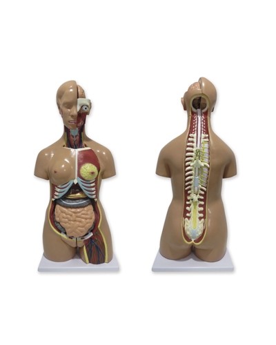 Torso modelis, atvira nugara, dvilytis