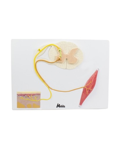 Nugaros smegenų modelis, raumuo ir oda (nervų sistema)