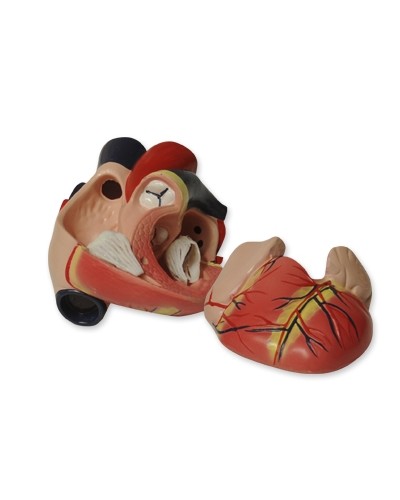 Kvėpavimo sistemos modelis