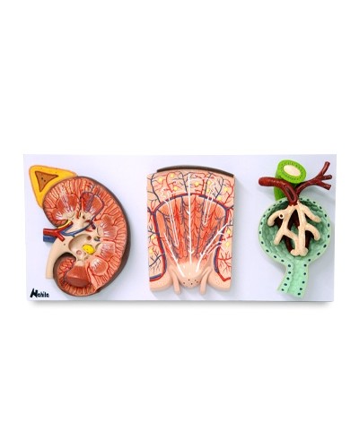 Inksto ir nefrono modelis