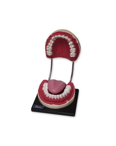 Burnos ertmės modelis