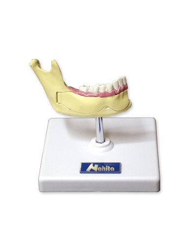 Apatinio žandikaulio dalies modelis