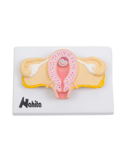 Embriono vystymosi modelis